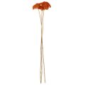 Achillea séchée orange 45–60 cm 1 kg | Floristik24.fr