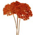 Achillea séchée orange 45–60