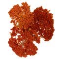 Achillea séchée orange 45–60
