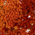 Achillea séchée orange 45–60
