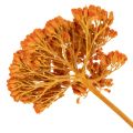 Achillea séchée orange 45–60