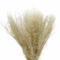 Floristik24 Herbe sèche Agrostis blanchie 40g