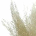 Floristik24 Herbe sèche Agrostis blanchie 40g