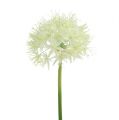 Floristik24 Allium blanc crème L. 76 cm