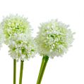 Floristik24 Allium 35 cm blanc 6 p.
