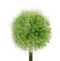 Floristik24 Allium vert L37.5cm 4pcs
