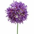 Floristik24 Allium ornemental artificiel violet Ø12cm H62cm