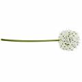 Floristik24 Fleur décorative Allium, boule artificielle poireau, oignon décoratif blanc Ø20cm L72cm
