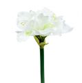 Floristik24 Amaryllis Fleur Blanc L 73cm 2pcs