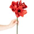 Amaryllis artificielle rouge à longue tige, pour vase et composition florale, 77 cm | Floristik24.fr