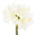 Floristik24 Amaryllis artificielle blanche avec tige, Avent et Noël, 50 cm