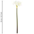 Amaryllis artificielle blanche avec tige, Avent et Noël, 50 cm | Floristik24.fr