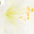Amaryllis artificielle blanche avec tige, Avent et Noël, 50 cm | Floristik24.fr