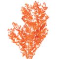Floristik24 Asparagus décoratif séché teint orange 65 cm 80 g