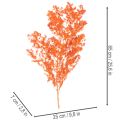 Asparagus décoratif séché teint orange 65 cm 80 g | Floristik24.fr