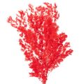 Floristik24 Asperge séchée rouge pour arrangements floraux 65 cm 80 g