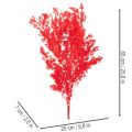 Asperge séchée rouge pour arrangements floraux 65 cm 80 g | Floristik24.fr