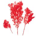 Asperge séchée rouge pour arrangements floraux 65 cm 80 g | Floristik24.fr