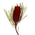 Floristik24 Banksia Hookerana rouge 7pcs