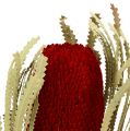 Floristik24 Banksia Hookerana rouge 7pcs