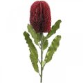 Floristik24 Fleur Artificielle Banksia Rouge Bordeaux Artificielle Exotiques 64cm