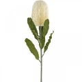 Floristik24 Fleur Artificielle Banksia Blanc Crème Artificielle Exotiques 64cm