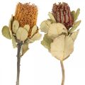 Floristik24 Banksia coccinea fleurs séchées nature 10pcs