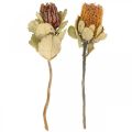 Floristik24 Banksia coccinea fleurs séchées nature 10pcs