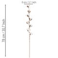Branche de coton artificielle avec 8 vraies fleurs, 78 cm | Floristik24.fr