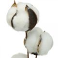 Floristik24 Branche de coton déco Branche déco en coton véritable 5 têtes 50cm