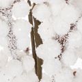 Kunstbranche avec baies blanches et pommes de pin 60 cm pour décoration intérieure | Floristik24.fr