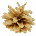 Floristik24 Pommes de pin des montagnes Pinus mugo crème 2-5cm 1kg