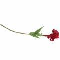 Floristik24 Celosia cristata Hahnenkamm Rouge 72cm