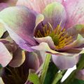 Bouquet de fleurs artificielles Hellébores violettes 35 cm - Lot de 6 | Floristik24.fr
