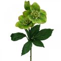 Rose de Noël Rose de Carême Hellébore fleurs artificielles vert L34cm 4pcs