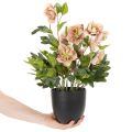 Plante artificielle Hellébore en pot - 50 cm - Décoration intérieure | Floristik24.fr