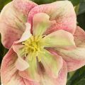 Plante artificielle Hellébore