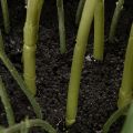 Plante artificielle Hellébore