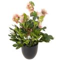Plante artificielle Hellébore