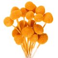 Floristik24 Craspedia séchée bouquet 55 cm orange 20 tiges