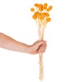 Craspedia séchée bouquet 55 cm orange 20 tiges | Floristik24.fr