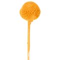 Craspedia séchée bouquet 55 cm orange 20 tiges | Floristik24.fr