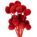 Floristik24 Fleurs séchées Craspedia rouges, tiges longues 55 cm, lot de 20
