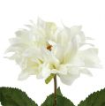 Floristik24 Dahlia Blanc 28cm 4p