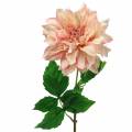 Floristik24 Dahlia rose 62cm