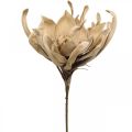 Floristik24 Déco fleur de lotus fleur de lotus artificielle fleur artificielle beige L68cm