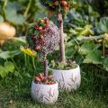 Mousse décorative – véritable mousse et lichen pour compositions florales 250 g | Floristik24.fr