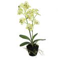 Floristik24 Mini orchidée vert clair avec globe 30cm