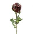 Floristik24 Rose déco rouge neige Ø6cm 6pcs