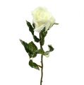 Floristik24 Rose déco blanche enneigée Ø6cm 6pcs